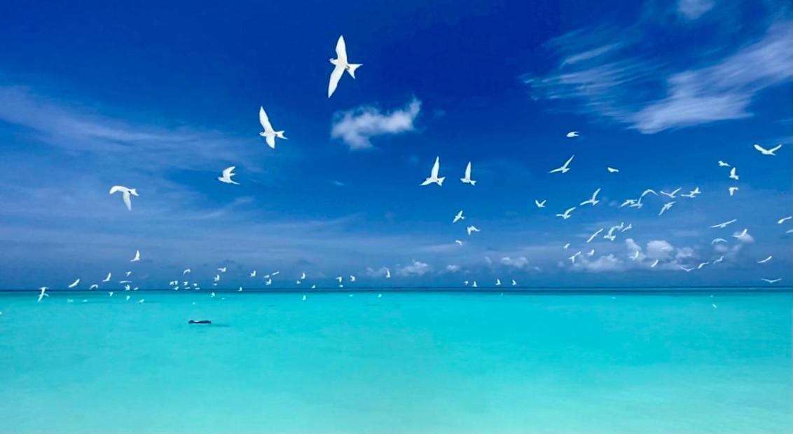 Hiraeth Island Home Guraidhoo  Exterior foto